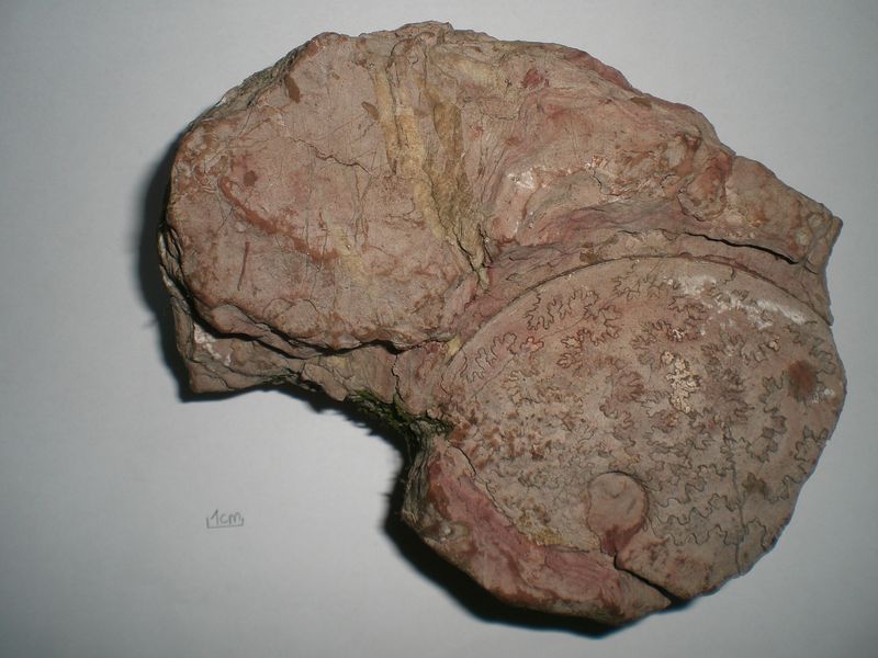 Ammonit 1.jpg